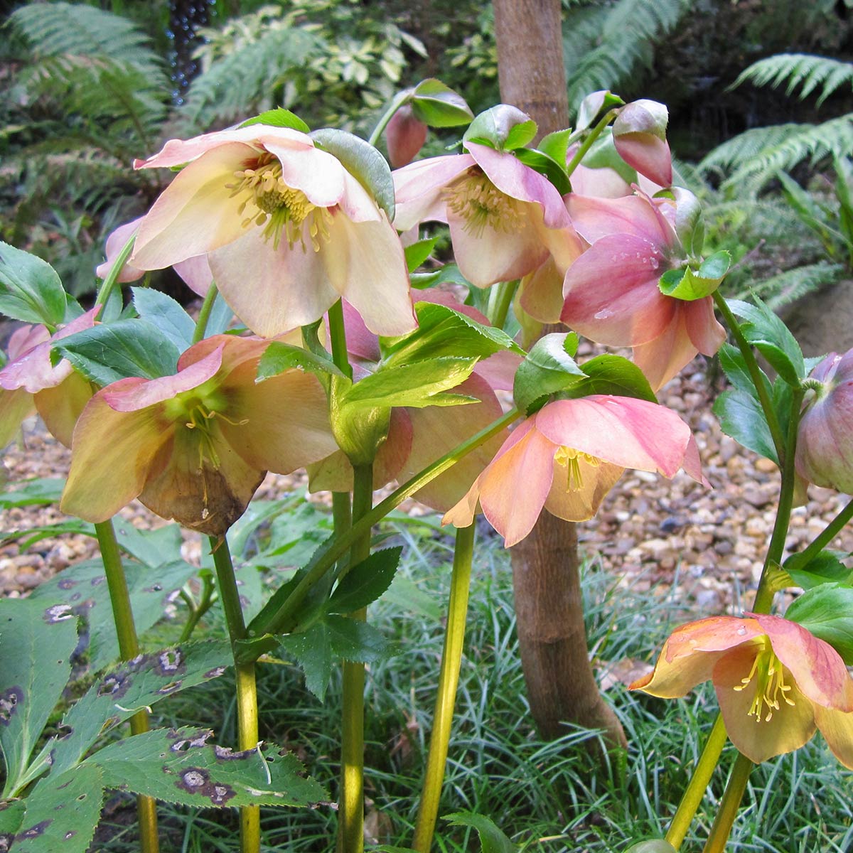 no-ordinary-garden-slider-1